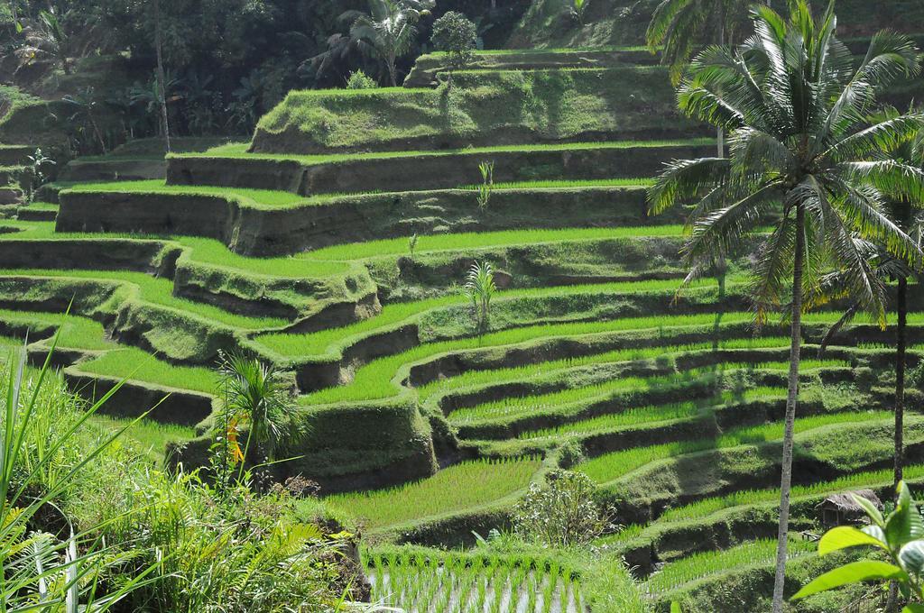סמיניאק Flora Apartment Bali מראה חיצוני תמונה